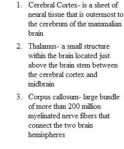 What's in Your Brain Worksheet